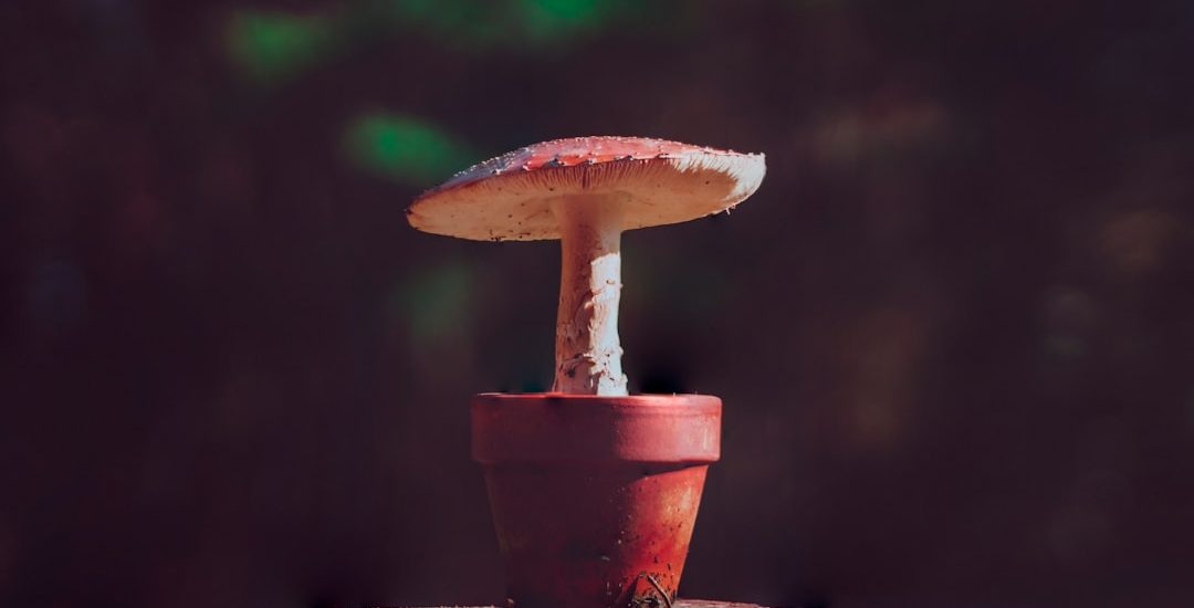 Photo Mushroom table lamp