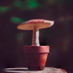 Photo Mushroom table lamp
