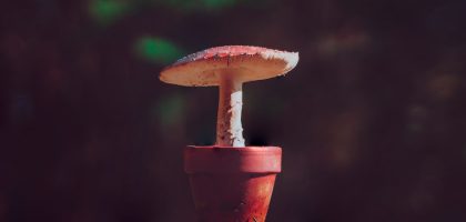 Photo Mushroom table lamp