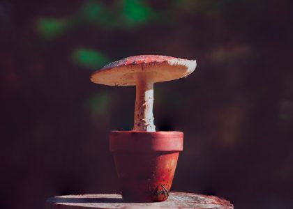 Photo Mushroom table lamp